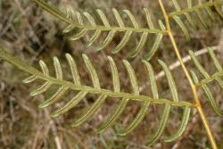 Pteridium esculentum. Secondary pinnae with decurrent tertiary pinnae distally, the decurrent segments becoming separated as free lobes proximally.
 Image: L.R. Perrie © Te Papa 2015 CC BY-NC 3.0 NZ